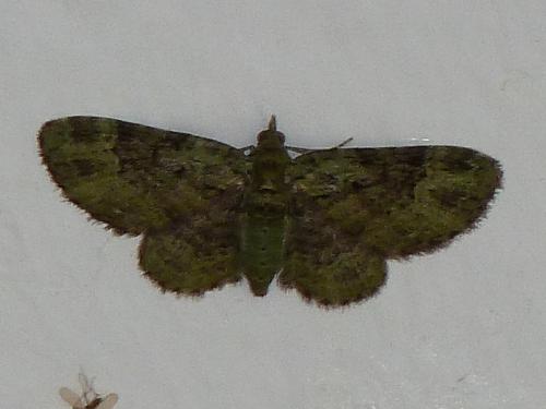 Réf. 183 269 : Pasiphila rectangulata